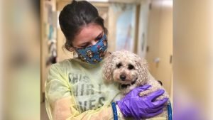 Poodle Che-Che in the arms of a staff member wearing personal protective equipment at the Monmouth County animal shelter