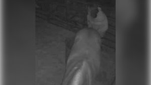 grainy still of security footage allegedly showing the suspect abusing a horse in Durango, Colorado