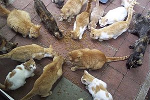 A group of cats circle around catfood