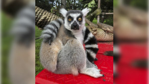 The 21-year-old male lemur named Maki