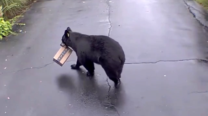 black bear in driveway holding amazon box in its mouth