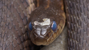 close up of head of garter snake
