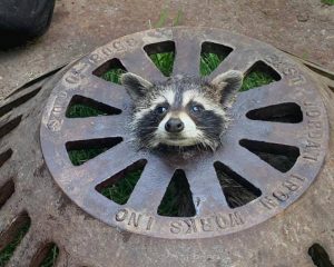 baby raccoon with head stuck in sewer cover