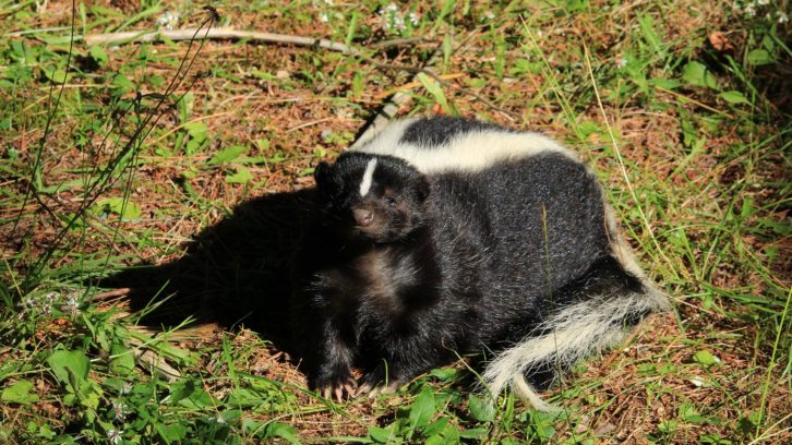 skunk lying on grass